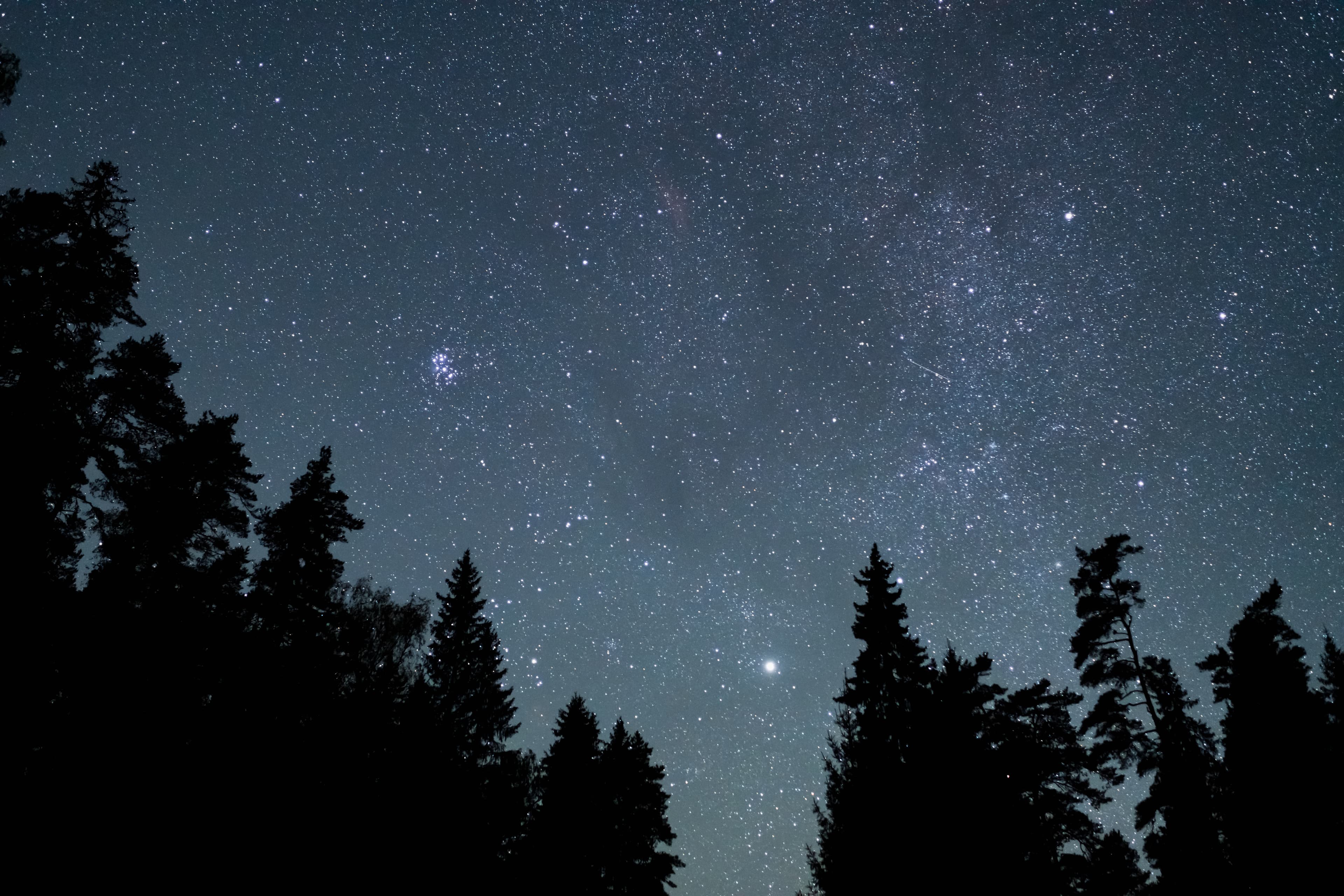 Baumsilhouetten gegen einen klaren Sternenhimmel in der Natur